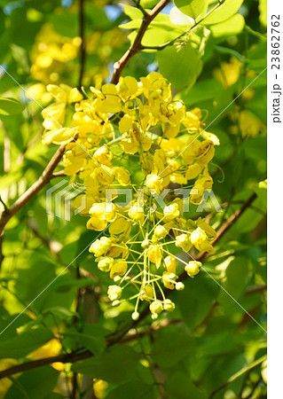 National Flower Of Thailand タイ王国の国花 の写真素材