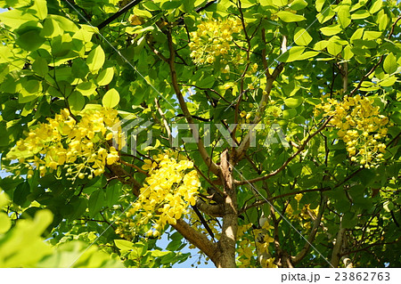 タイの国花「ゴールデンシャワー」（Thai Flower: Golden Shower） 23862763