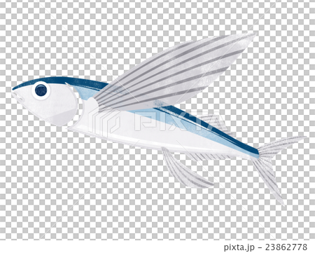 トビウオ　飛魚　イラスト 23862778