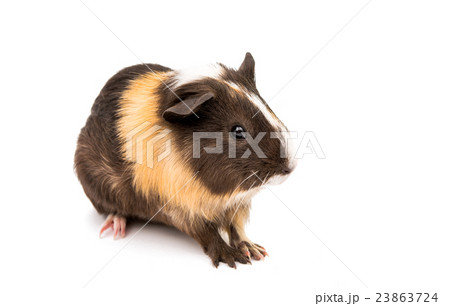 guinea pig isolated guinea pig isolated 23863724