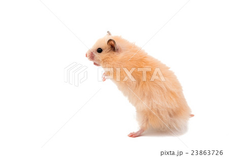 hamster isolated hamster isolated 23863726