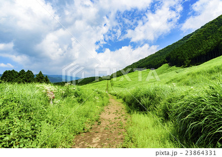 仙石原　草原　箱根 23864331