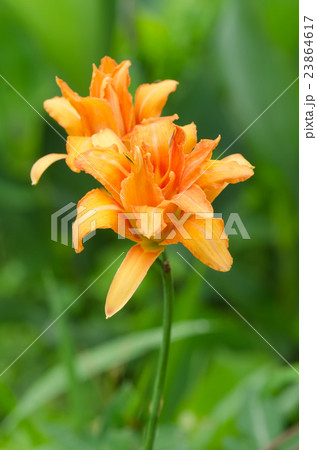 藪萱草 やぶかんぞう の写真素材