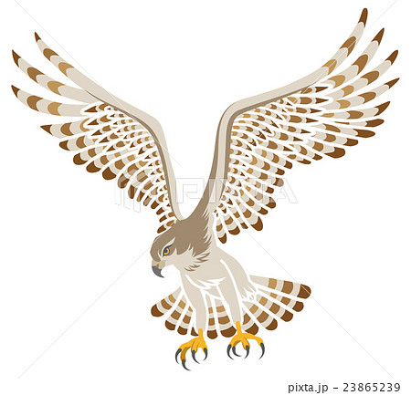 鷹 飛ぶ 白バックのイラスト素材 23865239 Pixta