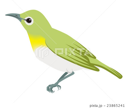 メジロ 白バック 左向き メジロ 白バック 左向き 23865241