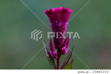 真っ赤に色づいた、葉鶏頭 23865254