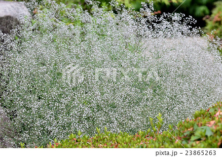 白い小さな花が 霧のように広がる カスミソウ ２の写真素材