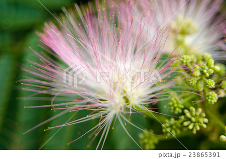 ねむの花 23865391