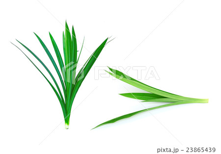 Pandanus Palm, Fragrant Pandan, Pandom wangi Pandanus Palm, Fragrant Pandan, Pandom wangi 23865439