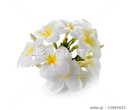frangipani flower isolated white background 23865625