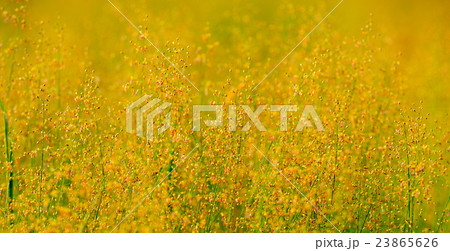 flower field 23865626
