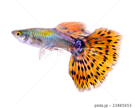 Guppy Fish Isolated On White Backgroundの写真素材