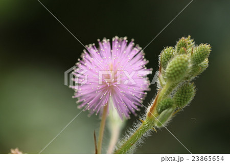 オジギソウ 23865654