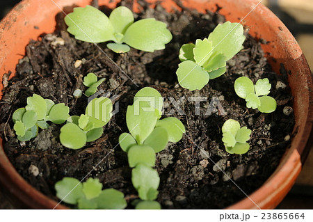 マザーリーフの若葉 23865664