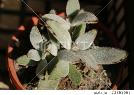 月兎耳 月兎耳 23865665