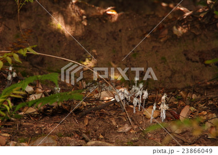 銀竜草12 23866049