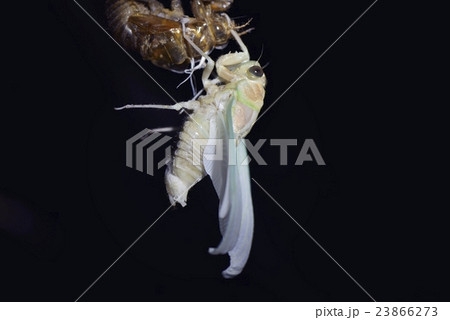 セミの脱皮 23866273
