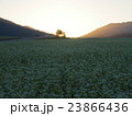 夕暮れのそば畑 23866436