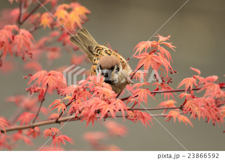 早春の新芽、紅葉に遊ぶ、スズメー5 早春の新芽、紅葉に遊ぶ、スズメー5 23866592