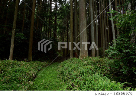 クマ笹の山道 23866976
