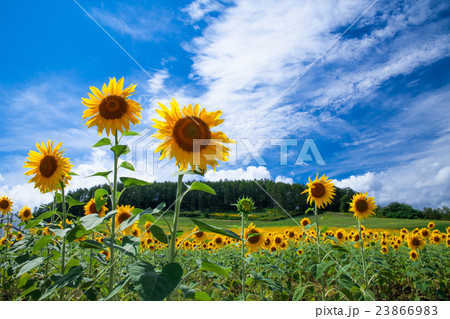 風景 富良野ひまわりの丘の写真素材