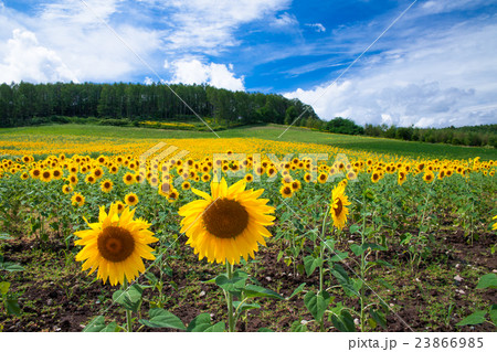風景 富良野ひまわりの丘 23866985
