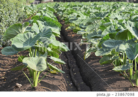 サトイモ畑 23867098
