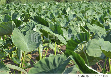 サトイモ畑 23867100