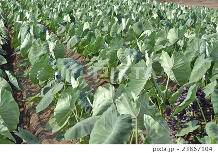 サトイモ畑 23867104