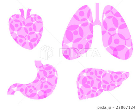 心臓、肺、胃、肝臓 23867124