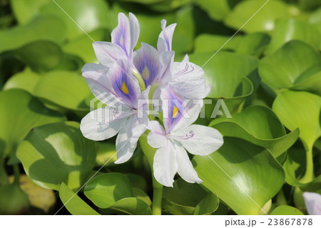 ホテイアオイ 23867878