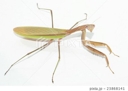 オオカマキリのメス　白背景 23868141