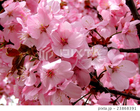 Ezo yamazakura flowers - Stock Photo [23868391] - PIXTA