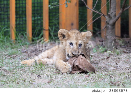 ライオンの赤ちゃん ライオンの赤ちゃん 23868673