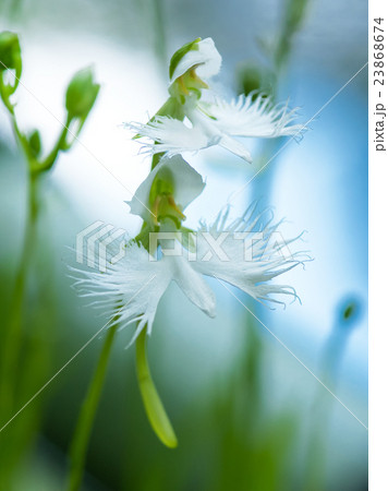 さぎ草二輪 23868674