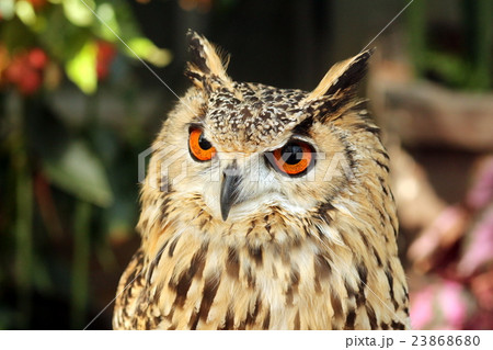 シベリアワシミミズク 23868680