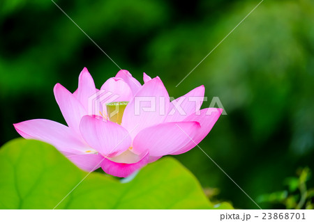 ピンクの蓮の花 23868701