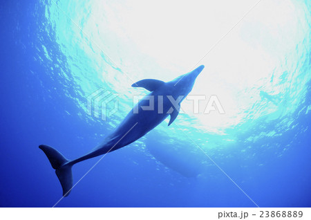 イルカ イルカ 23868889