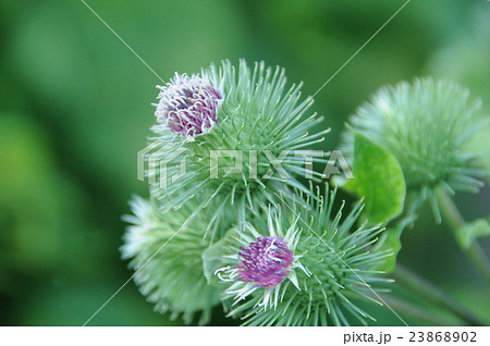 ごぼうの花の写真素材