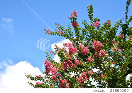 夏の青空を背景に百日紅の紅色の花 23869269