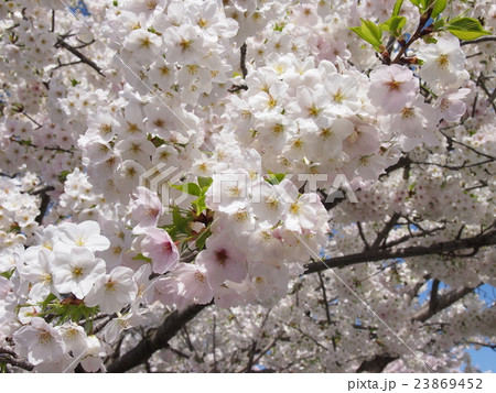 彦根の桜 23869452
