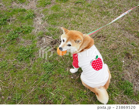 リンゴの服 23869520