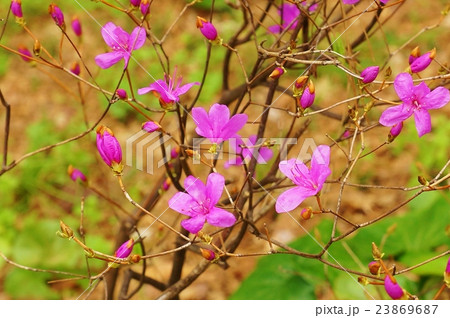 春の花木の背景素材 皇居東御苑に咲くトウゴクミツバツツジの優しい花 花枝アップ横位置の写真素材