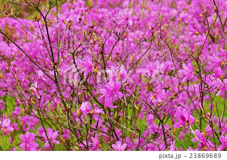 春の花木の背景素材・皇居東御苑に咲くトウゴクミツバツツジの優しい花・花枝アップ横位置 春の花木の背景素材・皇居東御苑に咲くトウゴクミツバツツジの優しい花・花枝アップ横位置 23869689