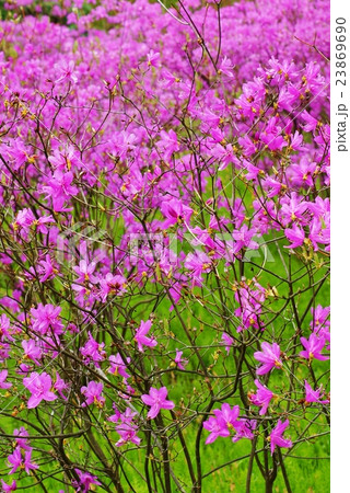 春の花木の背景素材 皇居東御苑に咲くトウゴクミツバツツジの優しい花 花枝アップ縦位置の写真素材