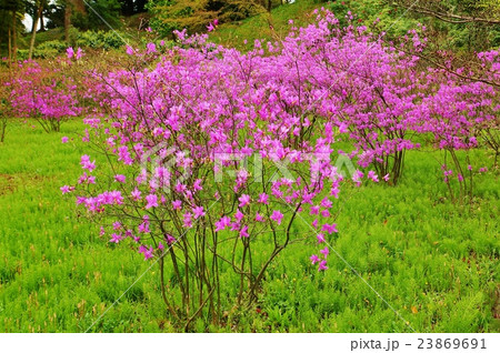 春の花木の背景素材 皇居東御苑に咲くトウゴクミツバツツジの優しい花 花株横位置の写真素材