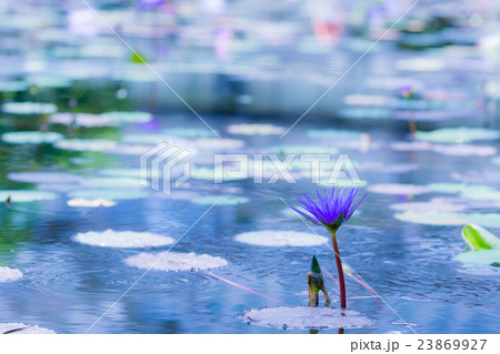 睡蓮 23869927