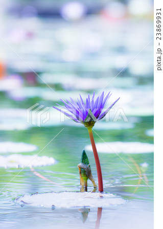 睡蓮 23869931