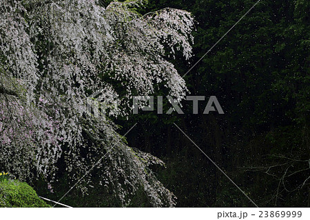 桜吹雪　瀧桜   23869999