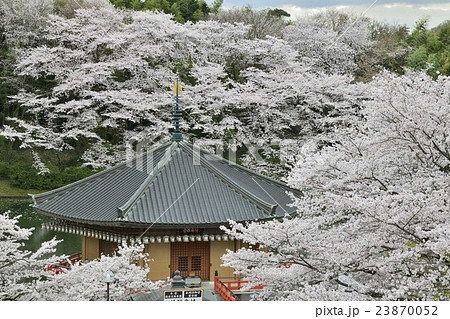 安倍文殊院 桜 安倍文殊院 桜 23870052